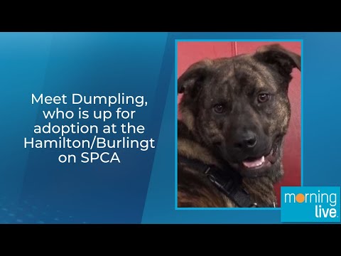 Meet Dumpling, who is up for adoption at the Hamilton/Burlington SPCA – YouTube