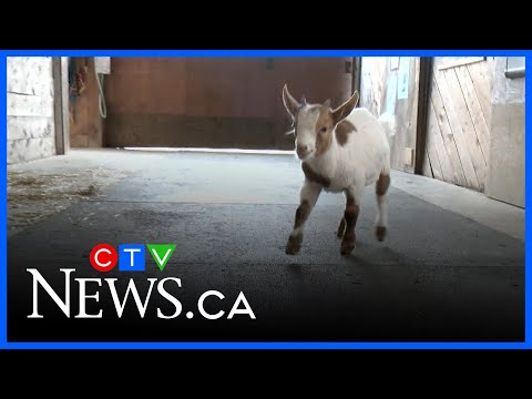 The newest residents at Hatfield Farm – YouTube