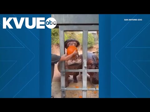 Hippos enjoy pumpkins ahead of Halloween at San Antonio Zoo – YouTube