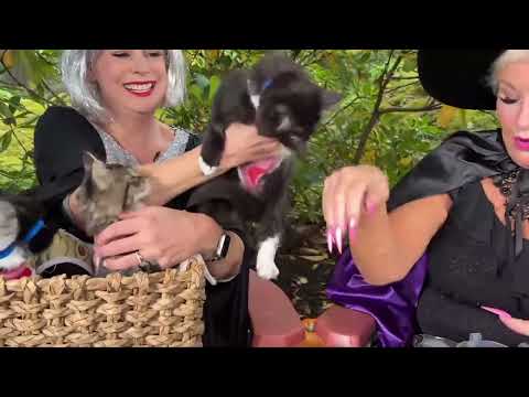 Boo! The Bird Litter kittens are a total treat along with Halloween pet safety tips – YouTube