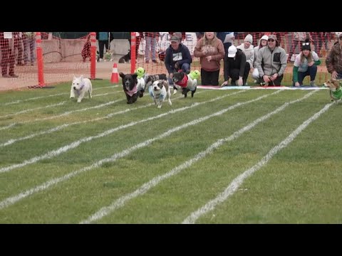 Corgis compete for top dog title in first-ever races at Missoula's Ogren Park – YouTube