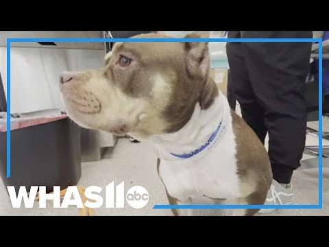 Louisville Metro Council offering free dog clinic; Here's when – YouTube