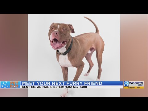 KCAS Pets of the Week: Remi and Hock – YouTube