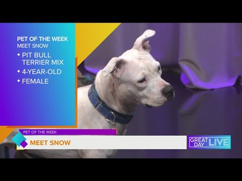 Pet of the Week: Meet Snow – YouTube