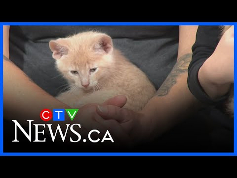 Keeping your pets safe and stress free this Halloween – YouTube