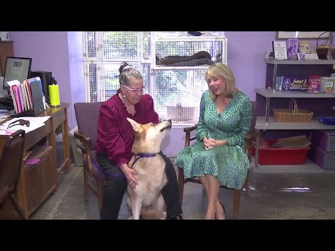 Pet of the Week: Three-legged German Shepard – YouTube