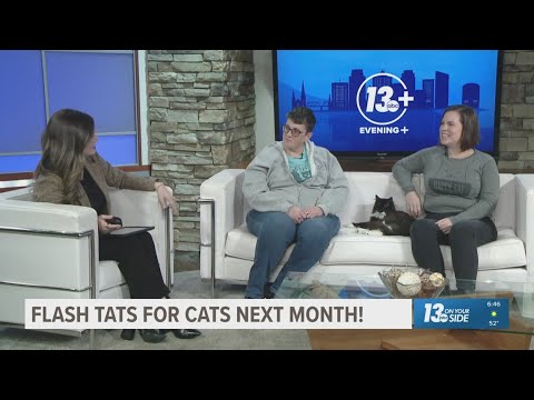 Flash Tats for Cats! | How your love for tattoos can combine with your love for cats – YouTube
