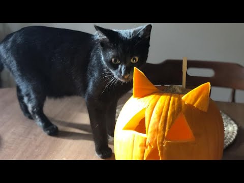 Halloween Pet Slideshow 2025 – YouTube