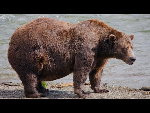 Chunk finally crowned Fat Bear Week champion after years as runner-up – YouTube