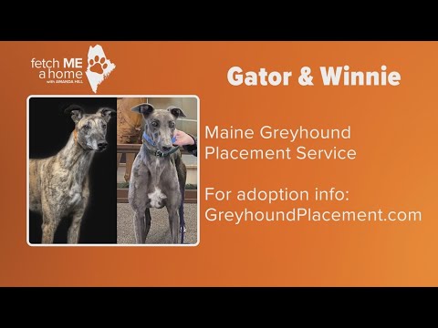 Fetch ME a Home: These retired racers are ready for their forever homes – YouTube