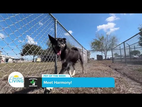 Meet Harmony! Pet of the Week – Sponsored by Animal Medical Corpus Christi – YouTube