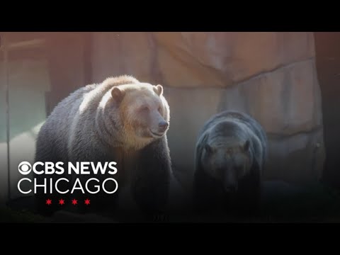 New bears Ash and Lexi debut at Lincoln Park Zoo – YouTube