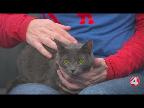 SPCA Monday: 3-year-old Brandy is ready for adoption – YouTube