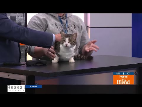 Pet of the Week: Dale – YouTube