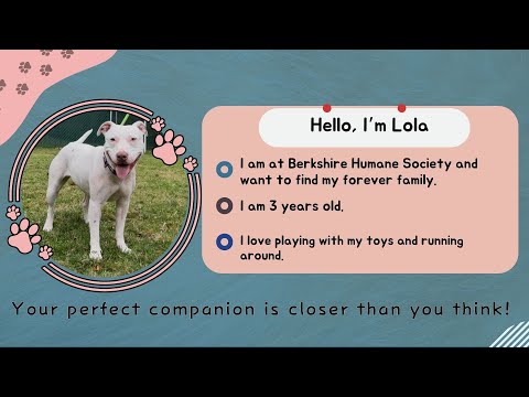 Companion Corner: Lola at Berkshire Humane Society – YouTube