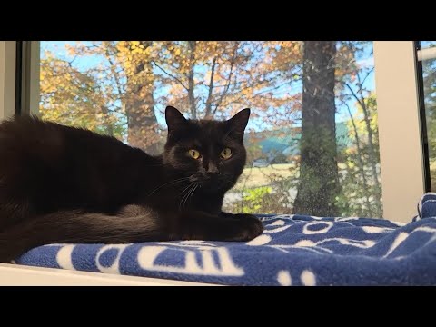 Minnow the kitten up for adoption at the Humane Educational Society of Chattanooga