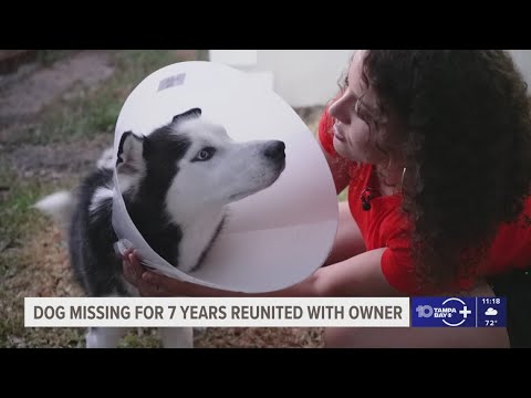 After 7 years, a dog is reunited with its owner in Tampa – YouTube