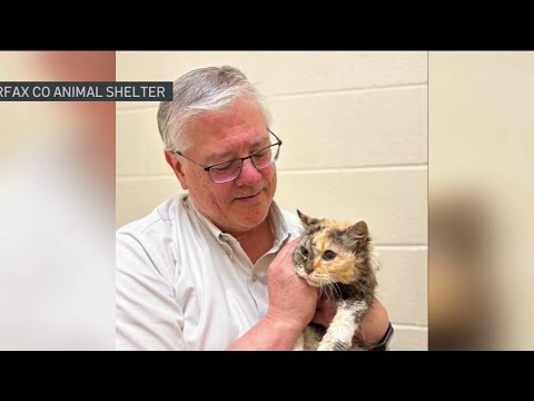Missing cat reunited with family after 15 years | NBC4 Washington – YouTube