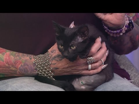 Let's find these adorable kittens a forever home! – YouTube