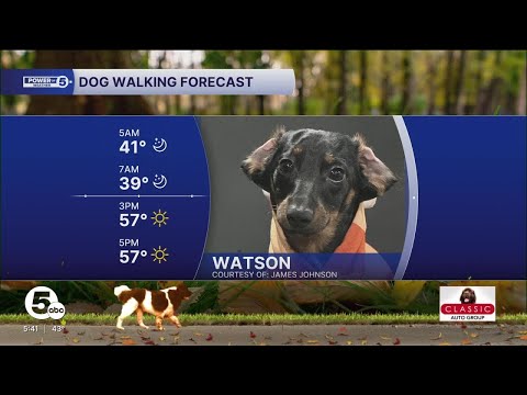 Follow Watson's lead and grab the doggie sweaters for walks this morning! – YouTube