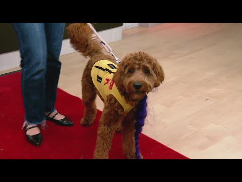 Tail waggin' Tuesday: Easy DIY pet Halloween costumes – YouTube