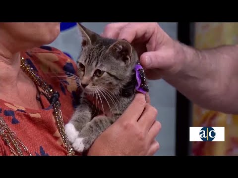 Keeping pets safe this Halloween – YouTube