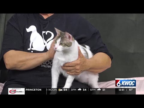 Tuesday's adoptable pet: Meet Minnie – YouTube