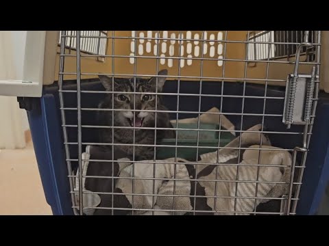 Eddie the Cat on his way to Texas – YouTube