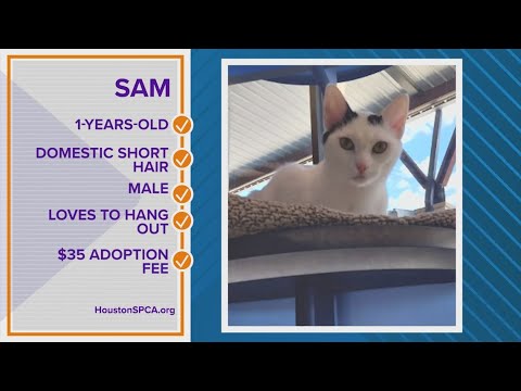 Is Sam your Pawfect Match? – YouTube