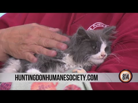 This adorable kitten is the sweetest little guy ever! Meet Yogi Bear from the Huntingdon Co. Humane