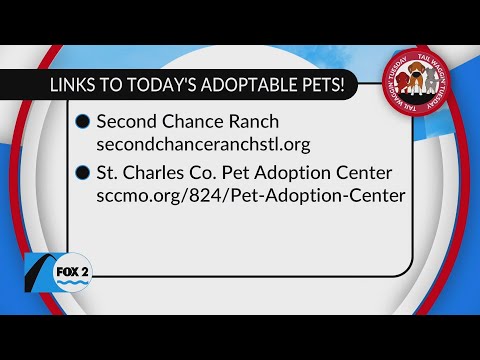 Your newest family member could be here on Tailwaggin' Tuesday! – YouTube