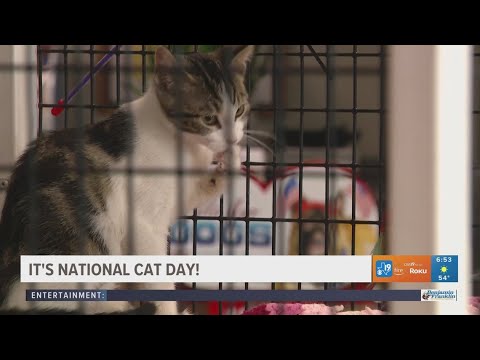 It's National Cat Day! – YouTube
