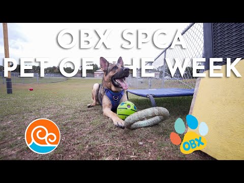 Outer Banks SPCA Pet of the Week: Rosey (October 27, 2025) – YouTube