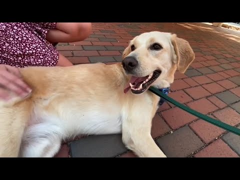 Rescue dog brings joy and comfort to UNC Chapel Hill students – YouTube