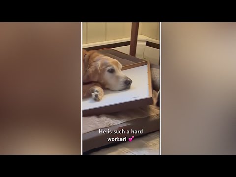 Duke, the Golden Retriever Going Viral! – YouTube