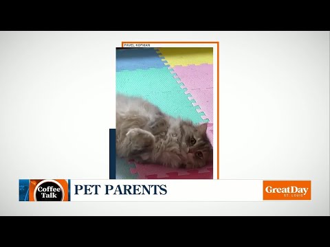 The Pawfect Pet – Coffee Talk – YouTube