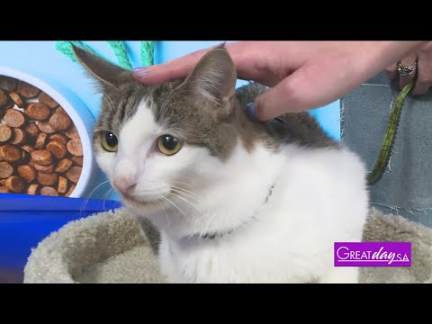 Footbridge Association | Great Day SA – YouTube