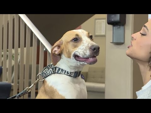 Pets on Set: Gurty – YouTube