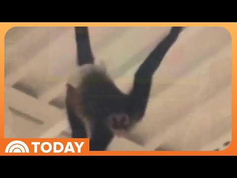 Pet Monkey Gets Loose and Swings Through Halloween Store – YouTube