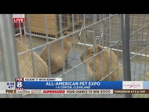 Otters, capybaras and Kenny kick it at the All American Pet Expo – YouTube