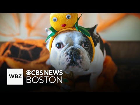 Tips to keep pets safe on Halloween – YouTube