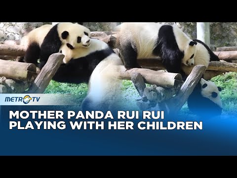 Warm! Happy Moments with the Rui Rui Panda Family – YouTube