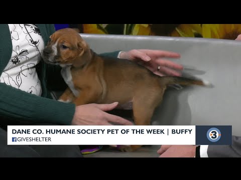 Pet of the Week: Buffy – YouTube