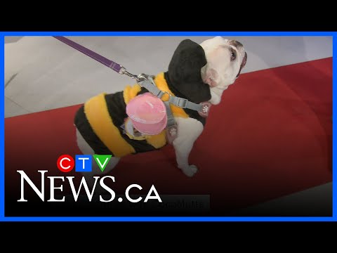 Canine Costumes with CocoMutts – YouTube