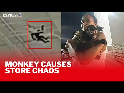 Bizarre police bodycam footage captures pet monkey on the loose in Texas store – YouTube