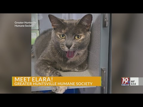 Adoptable Pets: Elara | Oct. 3, 2025 | News 19 at 4:30 p.m. – YouTube