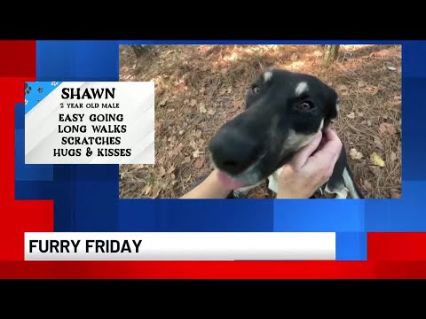 Furry Friday: Shawn – YouTube