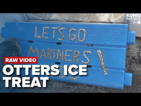 Seattle Aquarium dives into Mariners mania with otterly delightful support! – YouTube