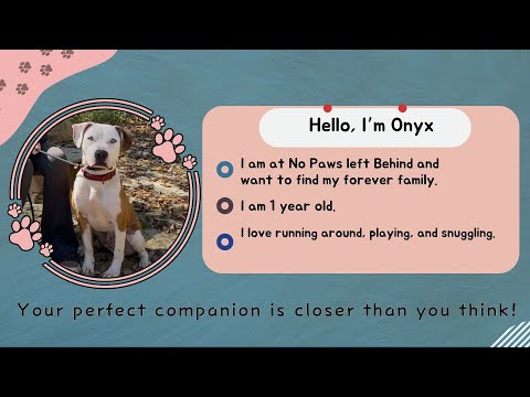 Companion Corner: Onyx at No Paws Left Behind – YouTube