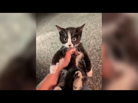 Kitten rescued after getting stuck in underbelly of car for 3 miles on Long Island – YouTube
